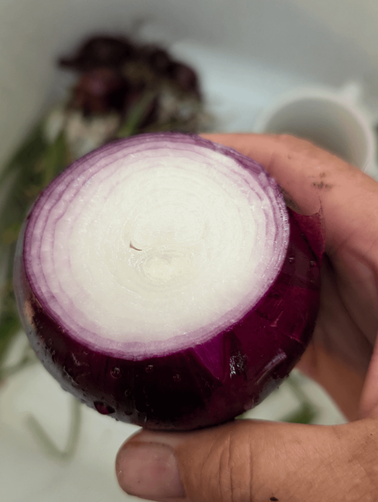 Straight outa the garden