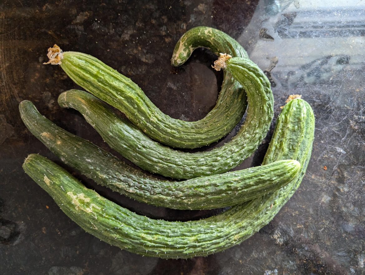 Pickling these cucumbers: worth it?