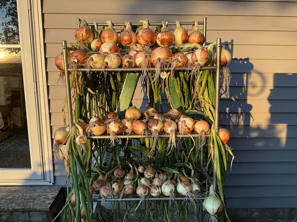 First half of onion harvest is in. Variety: Candy
