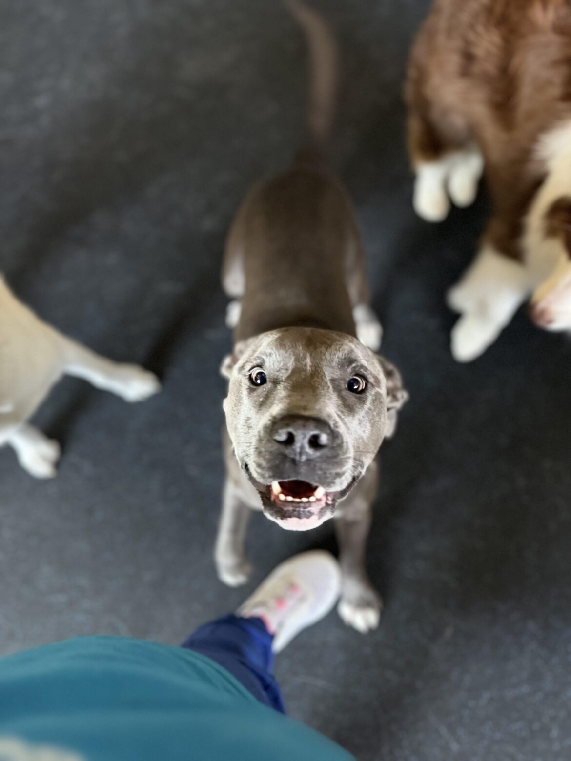 Dog friendly brunch/lunch Dog friendly brunch/lunch