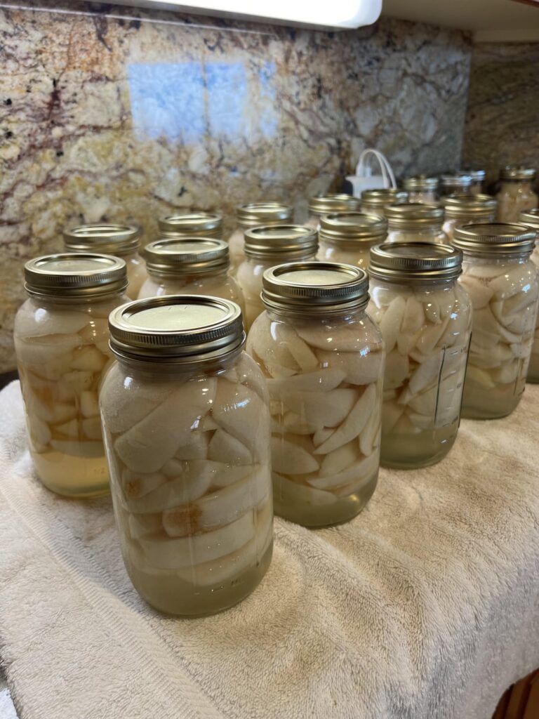Preserving the Harvest: A Novice's Journey into Apple Canning