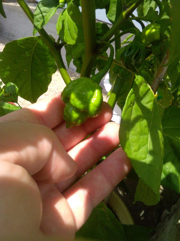 My Trinidad Scorpions
