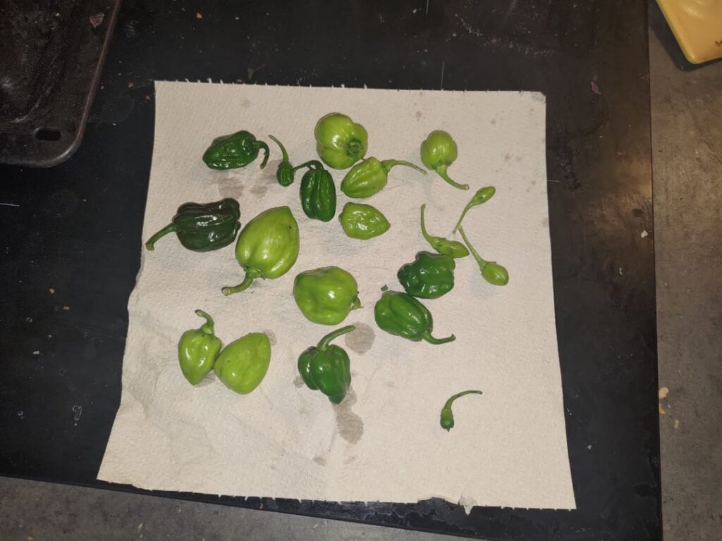 In memory of my chili plants, hit by hail 💔Looking for unripe habaneros creative recipes