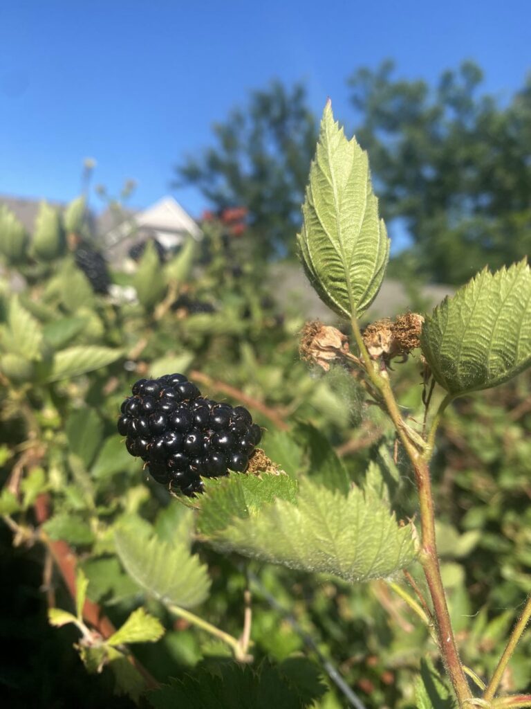SO. MANY. BLACKBERRIES.