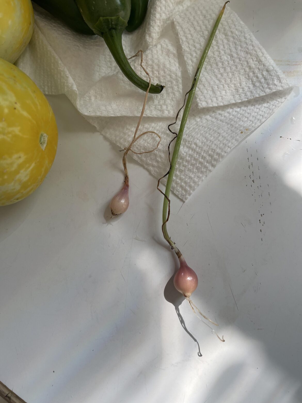 Big harvest onions for everyone