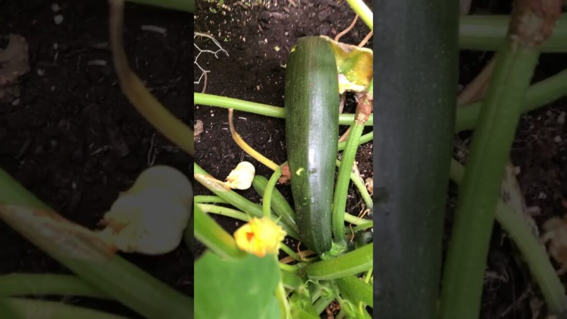 Giant zucchini in my vegetable garden