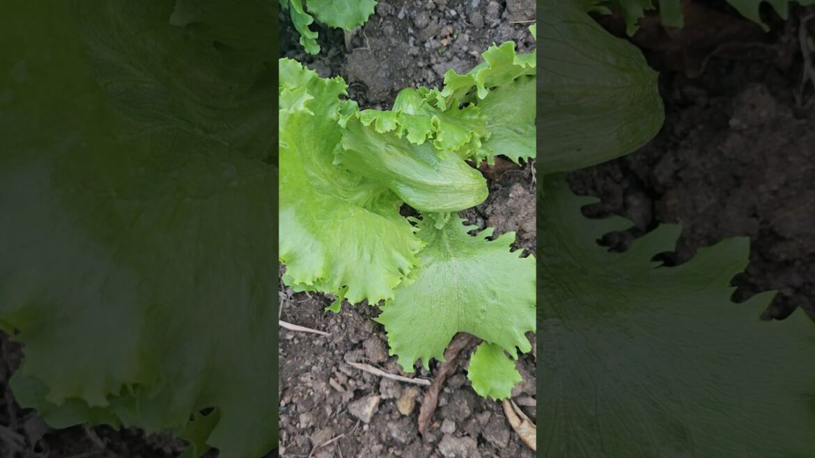 I have recently transplanted ice berg lettuce#trendingsa#gardening#farming#garden#vegetablegardening