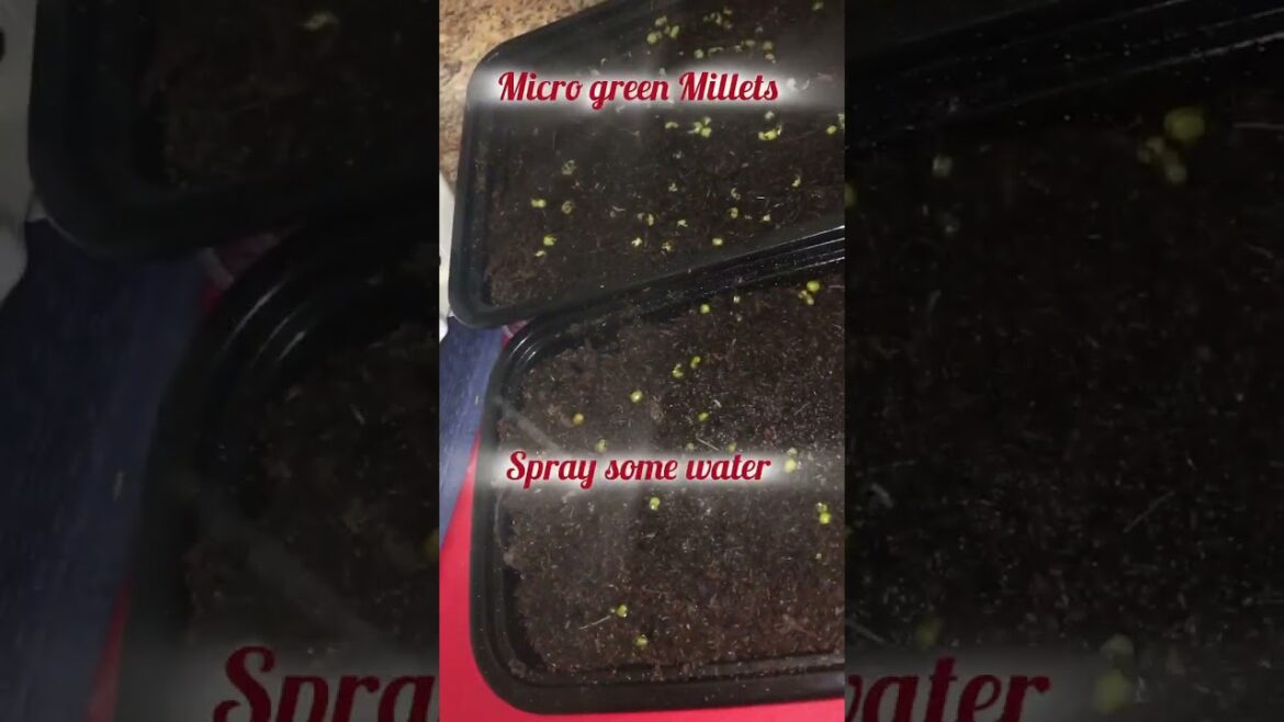 Micro greens ముచ్చట్లు gardening at home/ easy wat to grow micro greens in used foil trays/ trays