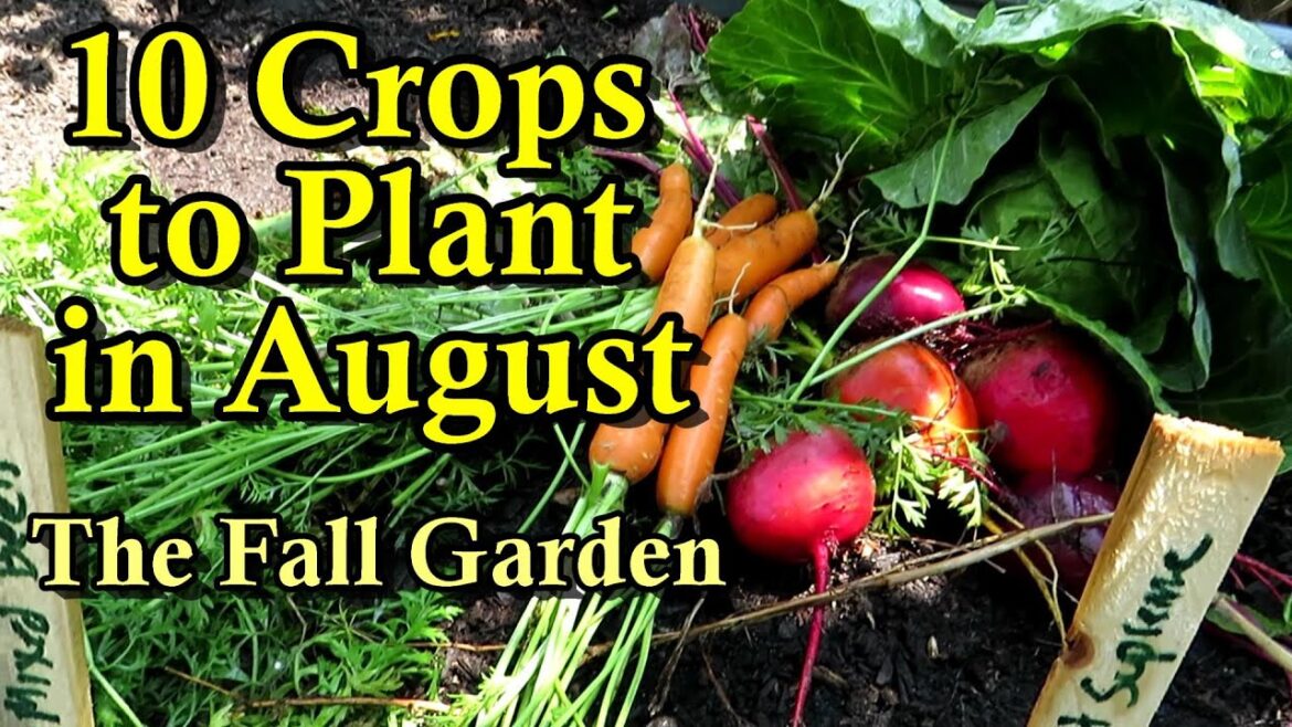 10 Crops to Direct Seed in August/July for a Fall Garden: Root Crops & Brassicas: Part 1 of 2 10 Crops to Direct Seed in August/July for a Fall Garden: Root Crops & Brassicas: Part 1 of 2