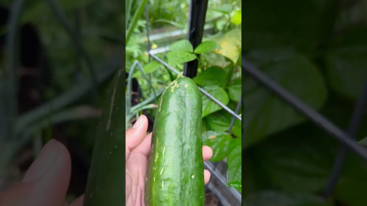 Harvesting from your own #garden is therapeutic. #sahm #gardening #garden #sinigang #cooking #shorts