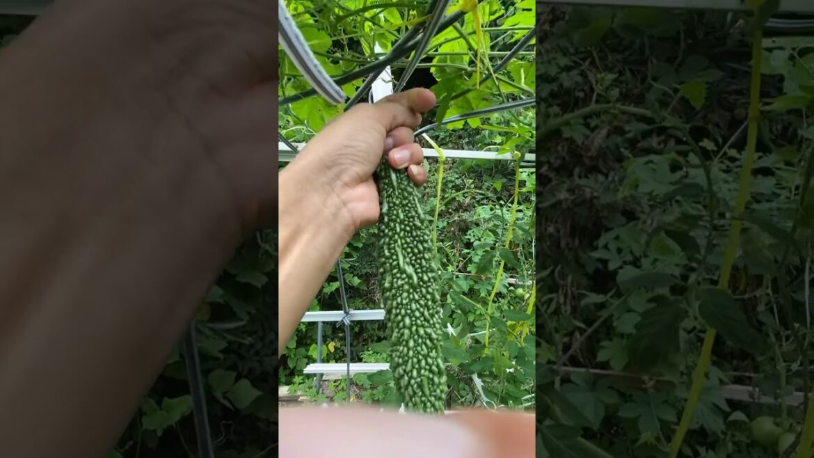 Today harvest vegetable #gardening #creativegarden #nature #garden