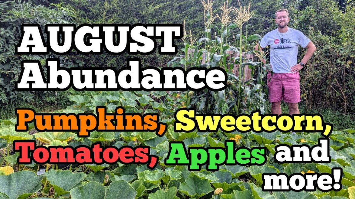 August Abundance: Vegetable Garden and Allotment Tour in the UK! #kitchengarden #vegetablegardening August Abundance: Vegetable Garden and Allotment Tour in the UK! #kitchengarden #vegetablegardening