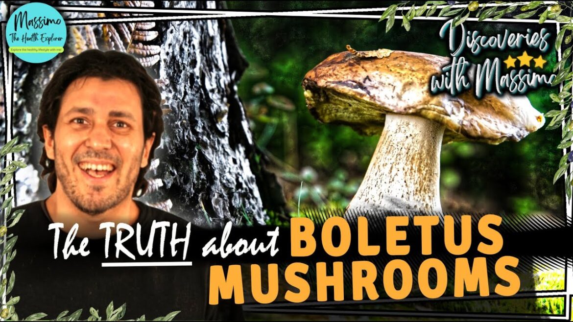 BOLETUS MUSHROOMS - Super food?