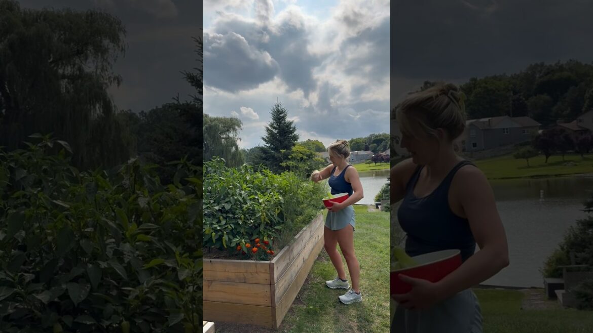 Another big vegetable garden harvest!! #gardenharvest #vegetablegarden #harvestingtomatoes #garden