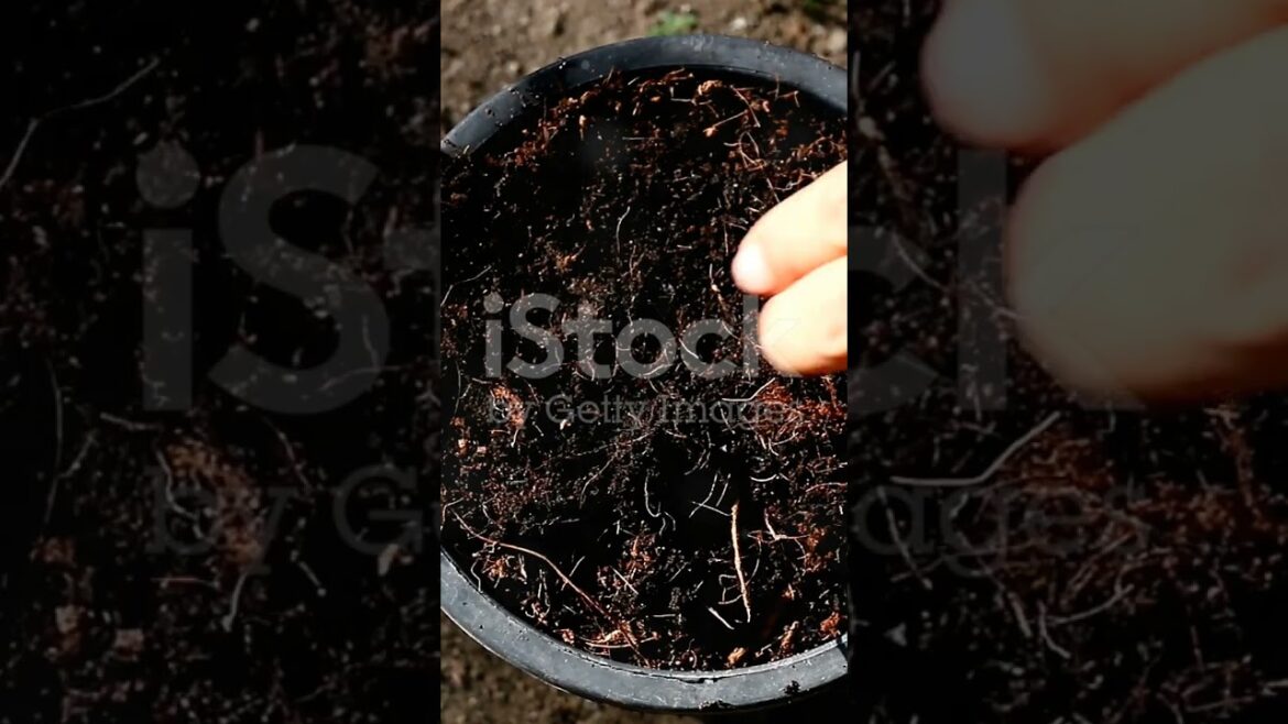 growing spinach at home in containers.  #vegetablegardening #garden #vegetablegardening #spinach growing spinach at home in containers.  #vegetablegardening #garden #vegetablegardening #spinach