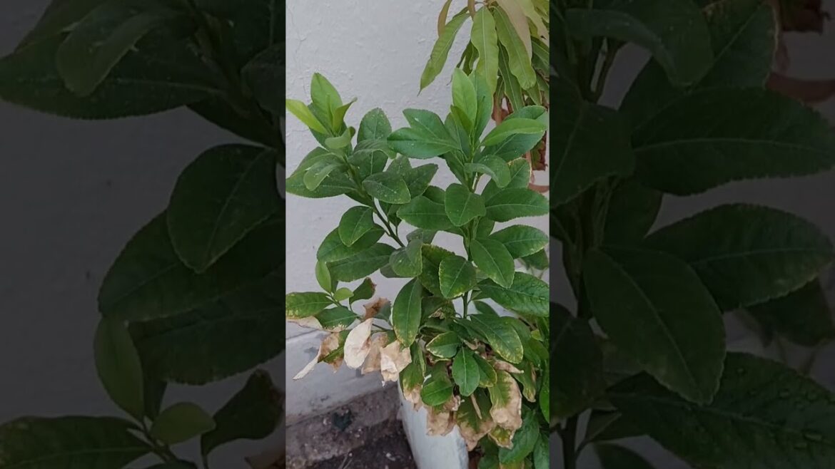 Lime plant in our vegetable garden Doha #plants #lime #garden #vegetable #doha #shorts #plantlover