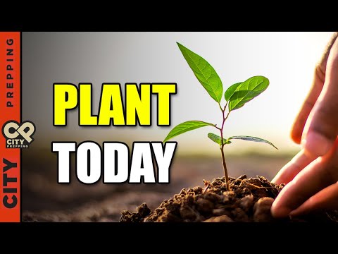 10 Vegetables You Need To Plant In August 2024 10 Vegetables You Need To Plant In August 2024