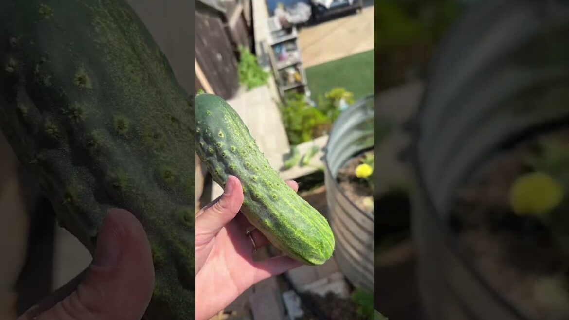 Cucumber Chaos In My Garden