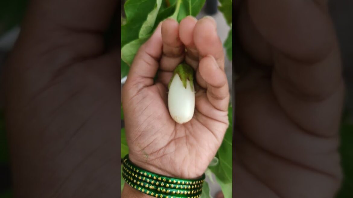 All the best #gardening #kitchingarden #watermelon #vegetablegardening
