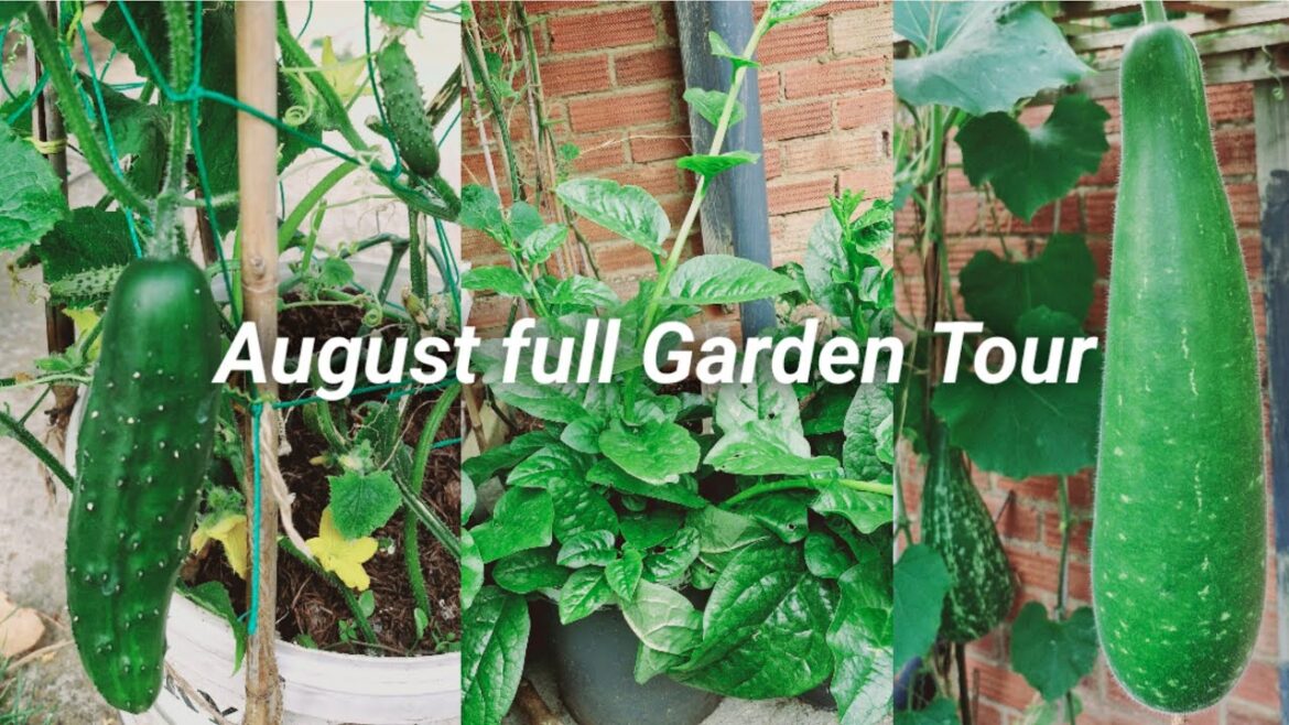 অগাস্ট মাসে আমার সবজির বাগানের বর্তমান অবস্থা/ Vegetable garden tour in August/ shokher bagan uk অগাস্ট মাসে আমার সবজির বাগানের বর্তমান অবস্থা/ Vegetable garden tour in August/ shokher bagan uk