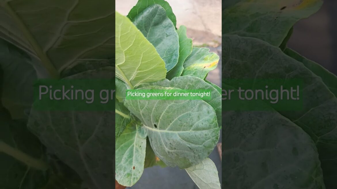 Preparing for dinner later! Greens!! #containergardening #collardgreens #vegetablegardening