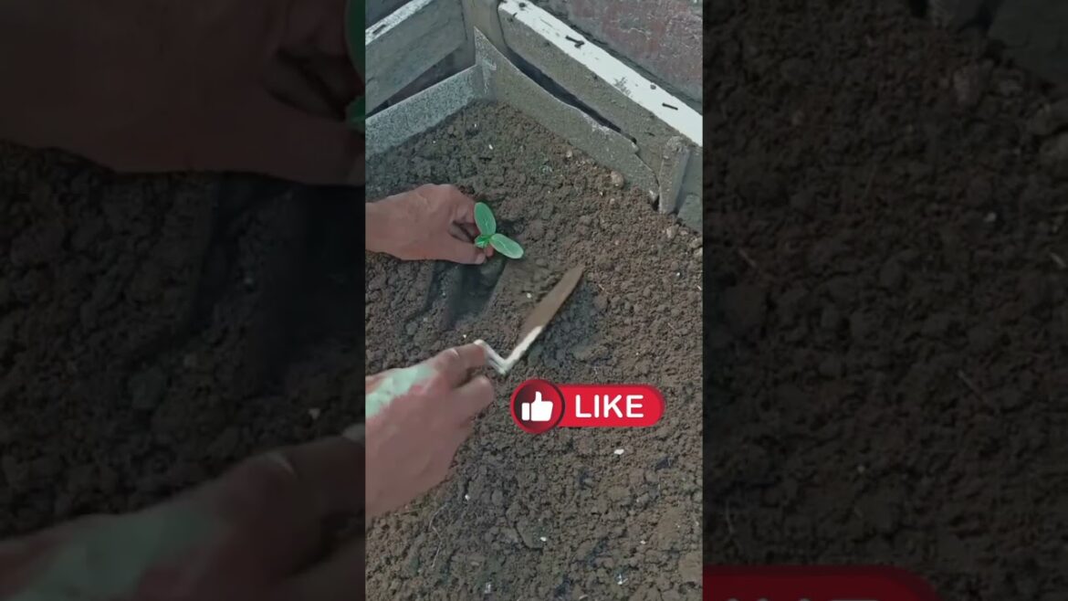 growing vegetables,vegetable gardening,fast growing vegetable,vegetable garden,#garden #viralshorts growing vegetables,vegetable gardening,fast growing vegetable,vegetable garden,#garden #viralshorts