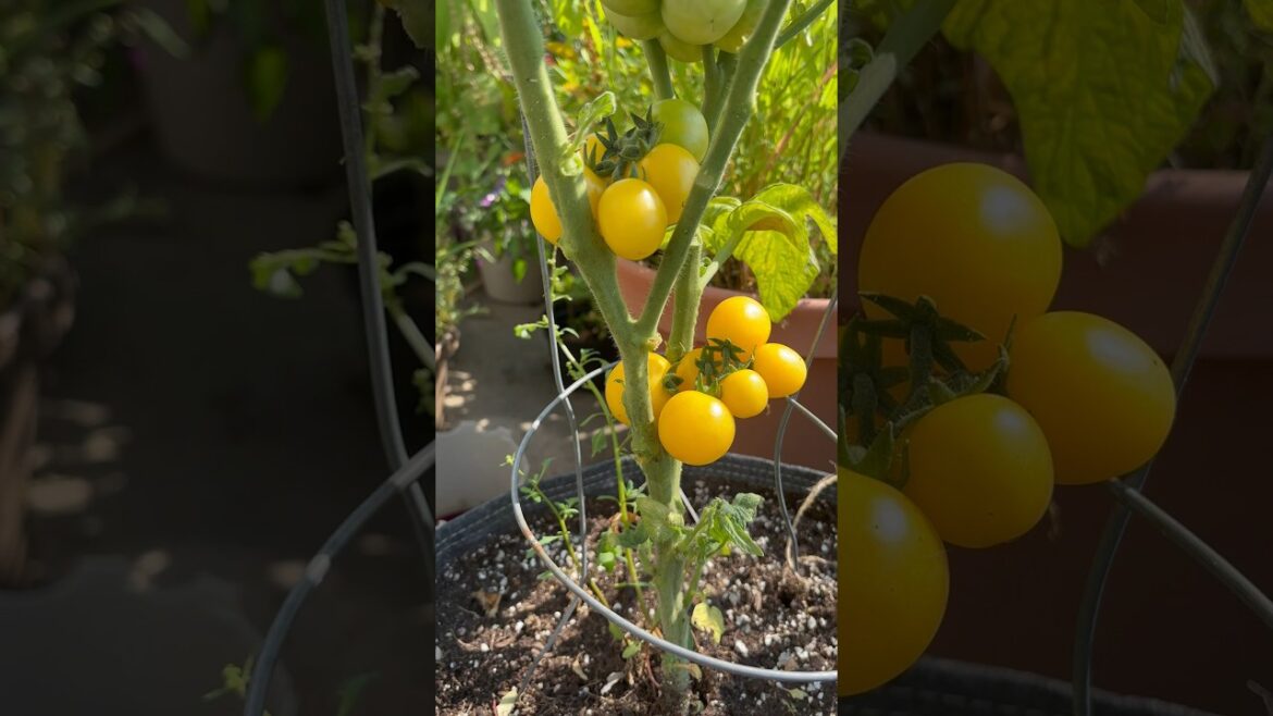 Dwarf Desert Star Tomato - Harvest and Taste Test #vegetablegardening #gardening #tomato