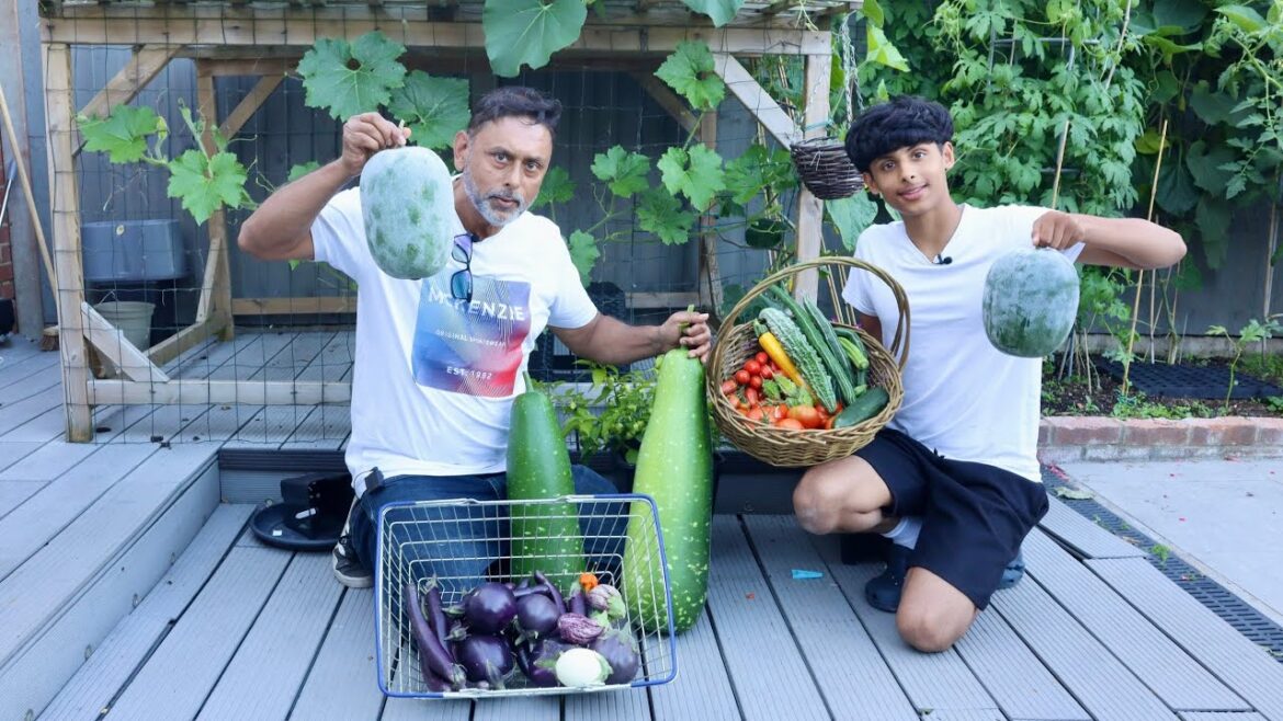 Harvesting Deshi Vegetable Garden In UK 2024 Harvesting Deshi Vegetable Garden In UK 2024