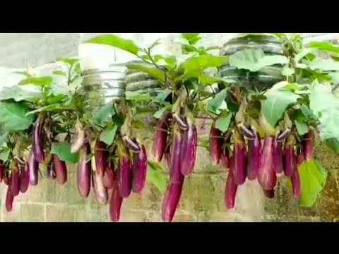 Unique gardening ideas at home, Vegetable gardening ideas, @gardeningchannel Unique gardening ideas at home, Vegetable gardening ideas, @gardeningchannel