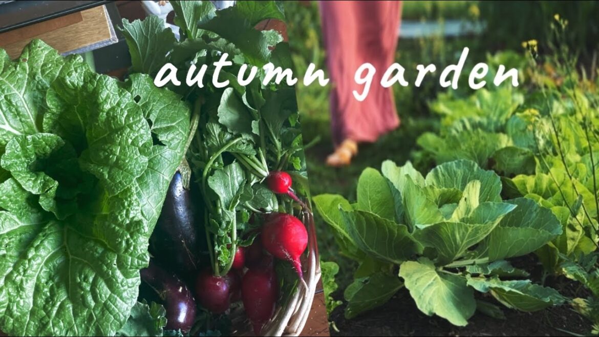 Plant a Fall Vegetable Garden (Any Zone) Grow Food as a Family! Plant a Fall Vegetable Garden (Any Zone) Grow Food as a Family!