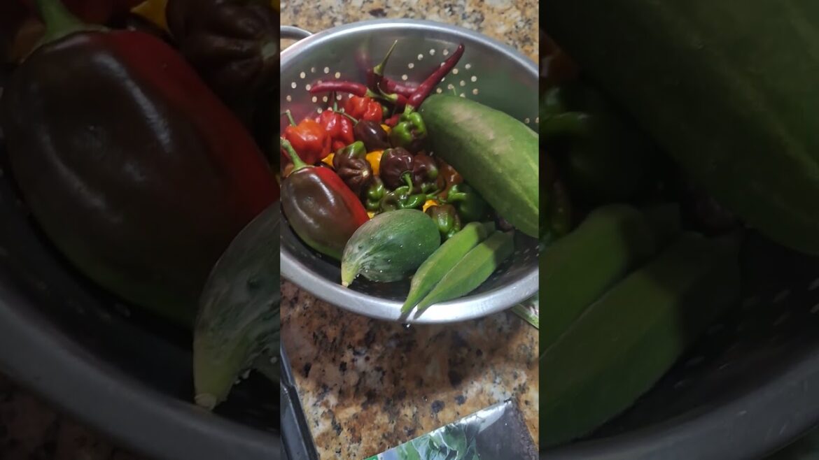 All Done Sowing My Brassicas Seeds.#farming #vegetablegardening #growyourownfood.