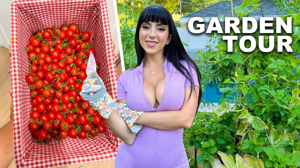 I finally started my own vegetable garden I finally started my own vegetable garden