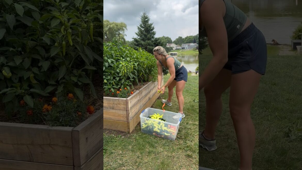 Huge vegetable garden harvest! #gardenharvest #gardening #peppers #tomatoharvest