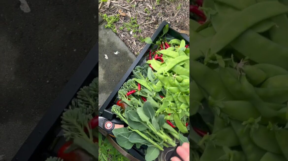 Baby broccoli #vegetablegardening #backyardvegetablegarden #gardening #gardenfresh #harvest #shorts