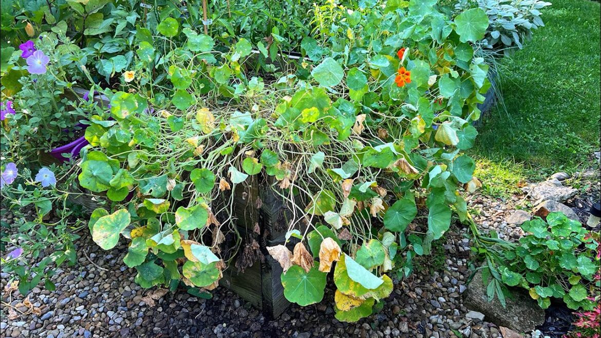 Removing Plants In the Garden | Fall Vegetable Garden Prep | Clean Up Dead Plants | Nasturtiums Removing Plants In the Garden | Fall Vegetable Garden Prep | Clean Up Dead Plants | Nasturtiums