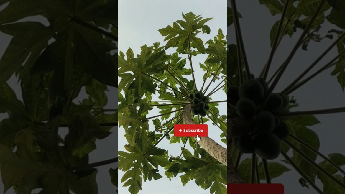 #fruit #papaya #plants #satisfying #vegetable #gardening #shortvideo #food #viralyoutubeshorts