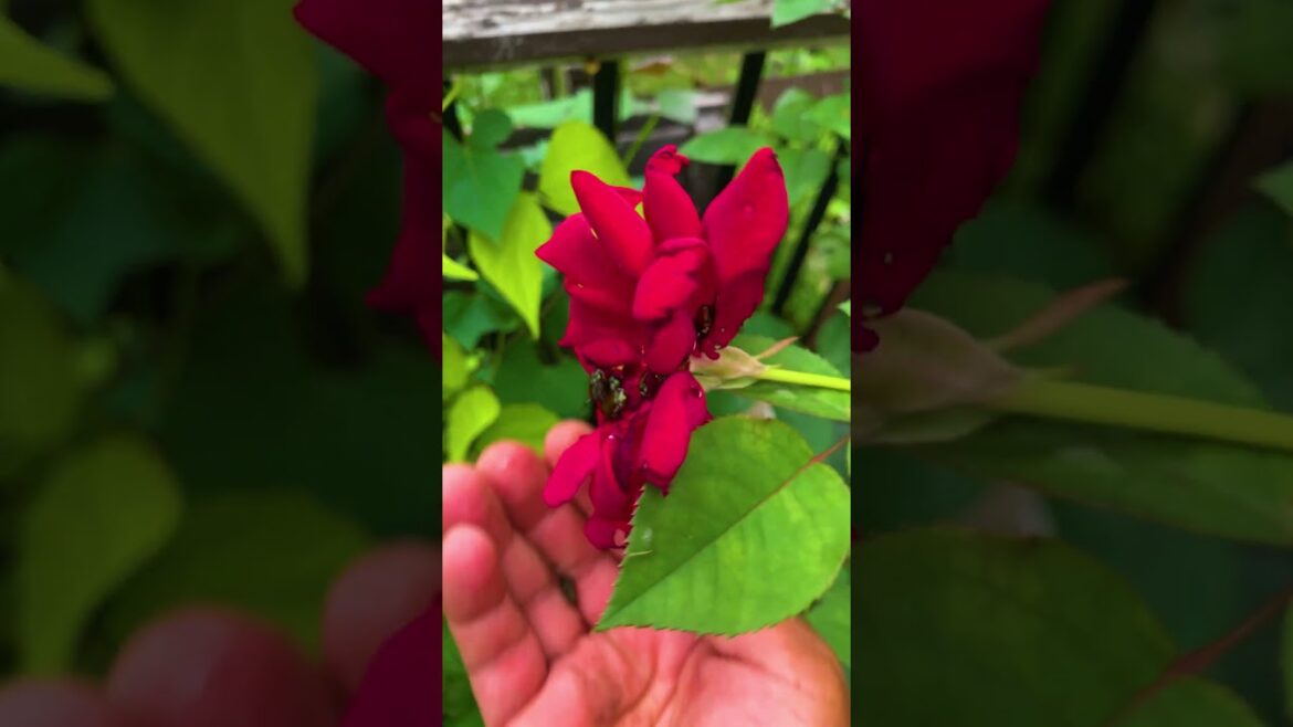 Vegetables and roses do mix well together in the garden. Vegetables and roses do mix well together in the garden.