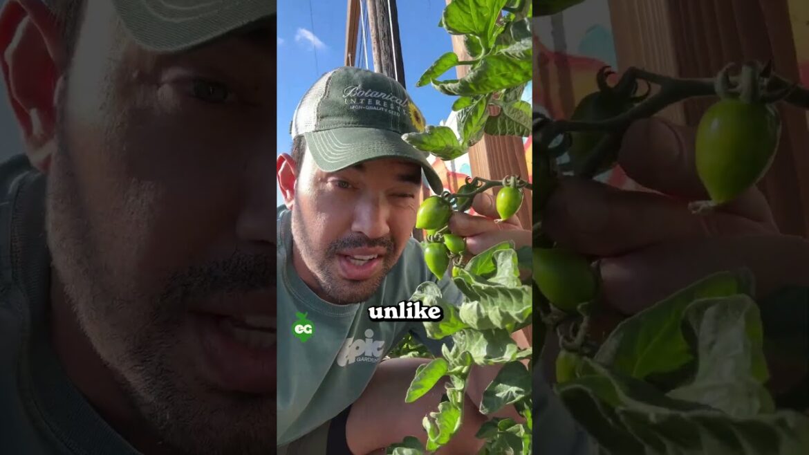 credit:  @epicgardening #zucchini  #vegetablegardening #epicgardening  #gardeningtips #gardening