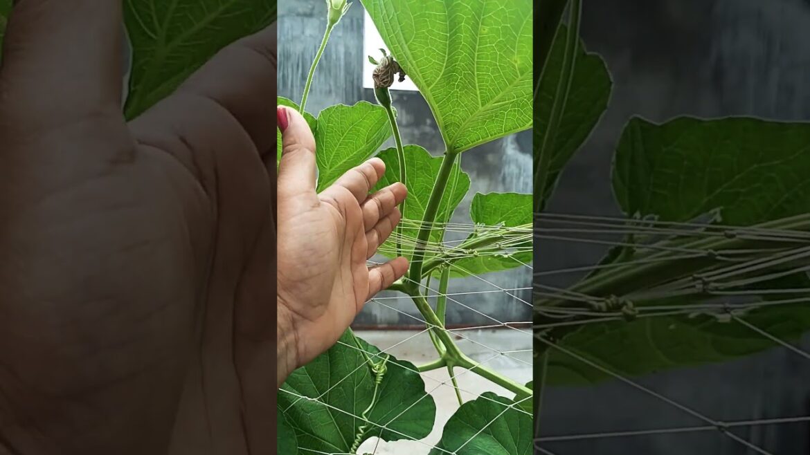 home grown vegetables #terracegarden #shortsvideo #shortsfeed