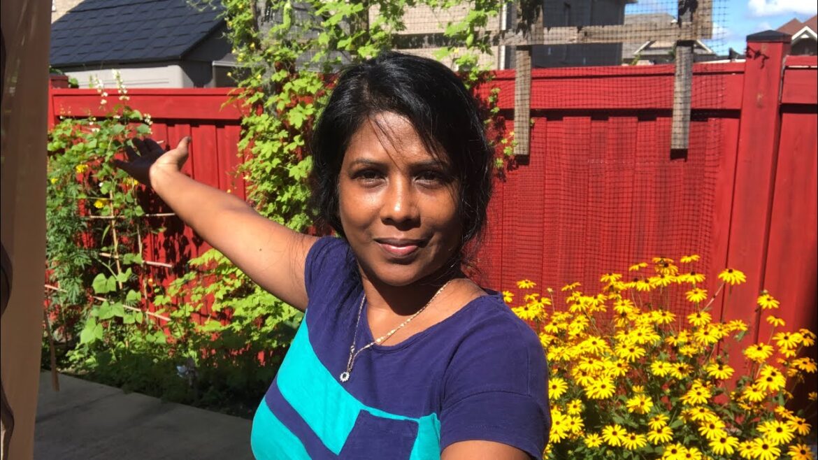 GUYANESE PLANTING A VEGETABLE GARDEN IN CANADA | GARDEN UPDATE