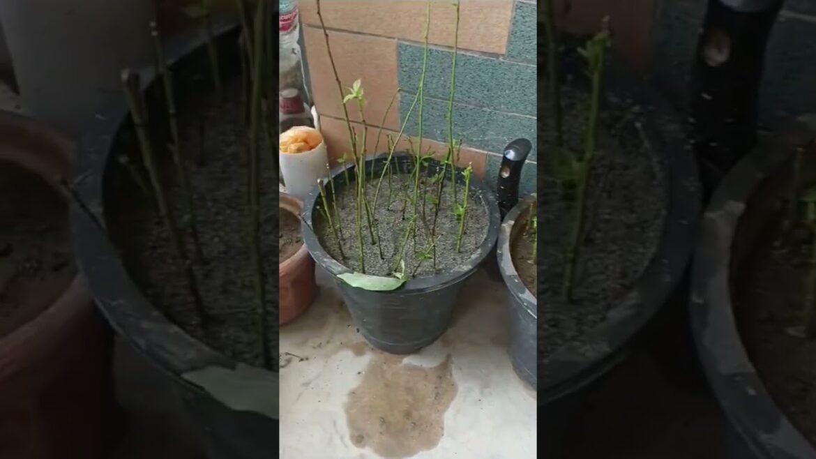 How to grow plants at home | Plants to grow at home #gardening #gardendesign #chilliplants #shorts