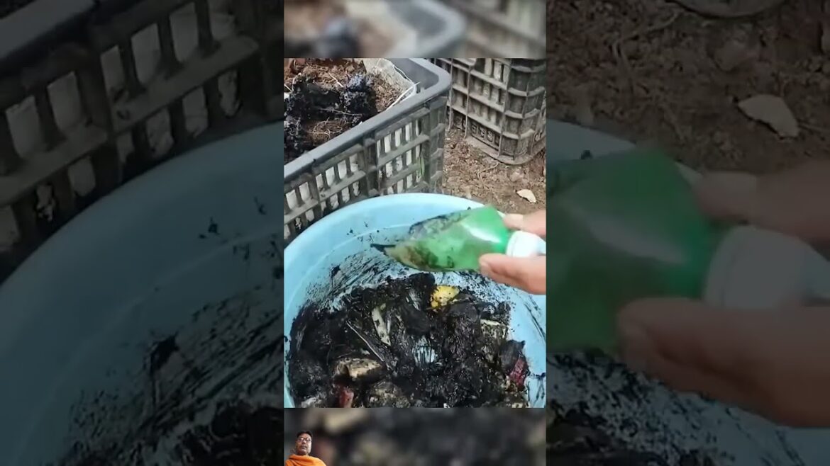 #gardening #growingpumpkins #garden #pumpkinleaves #vegetables #pumpkins #harvest #pumpkinseeds