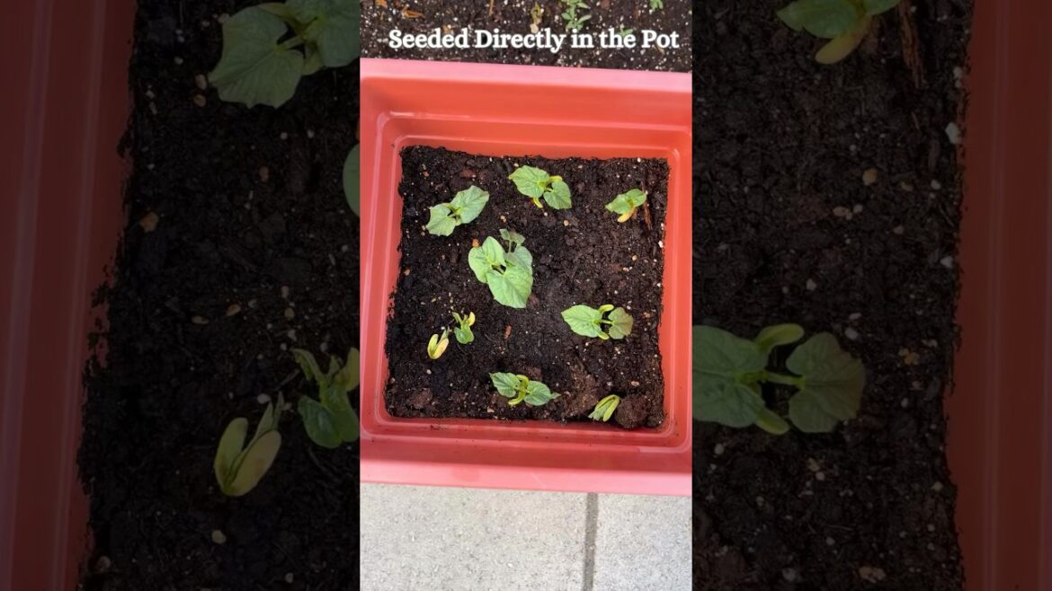 How to Grow Green Beans in Containers || Fast & Easy Harvest || #backyardvegetablegarden