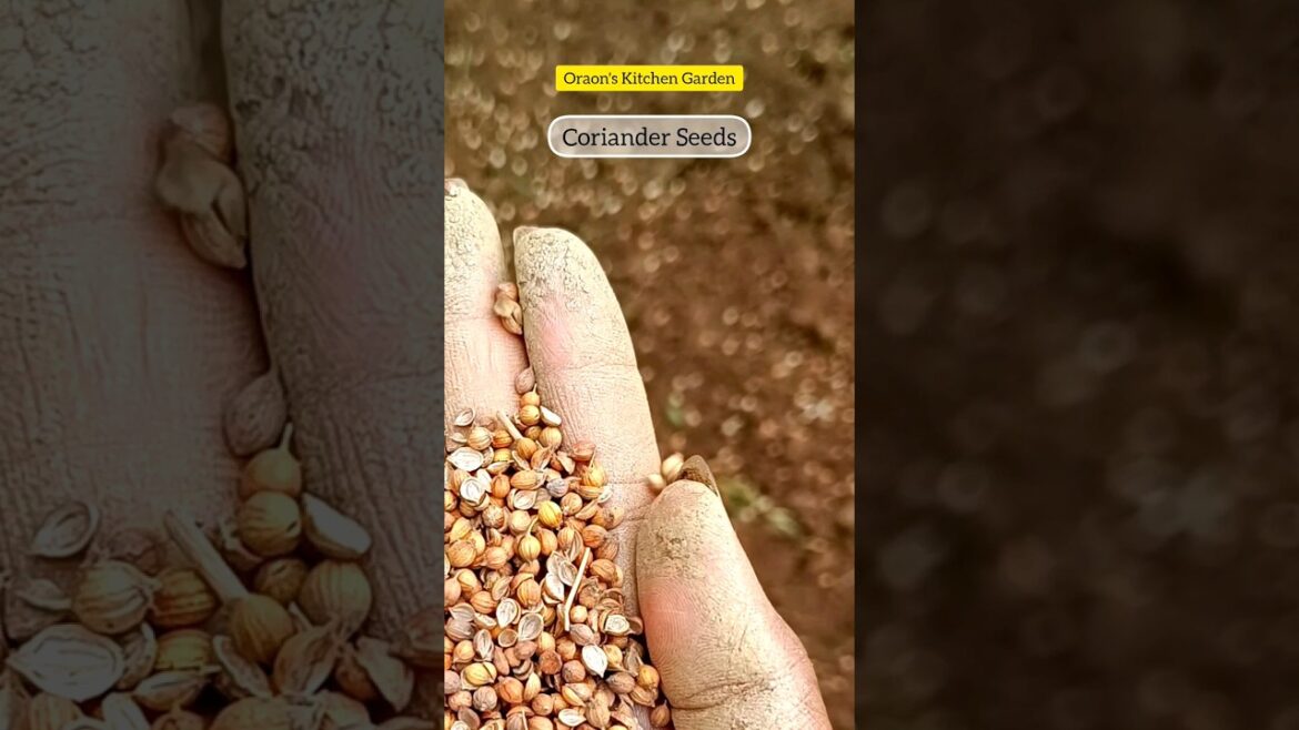 Organic Coriander Seeds Sowing #shortvideo #shorts #reels #reel #garden #gardening #kitchengarden