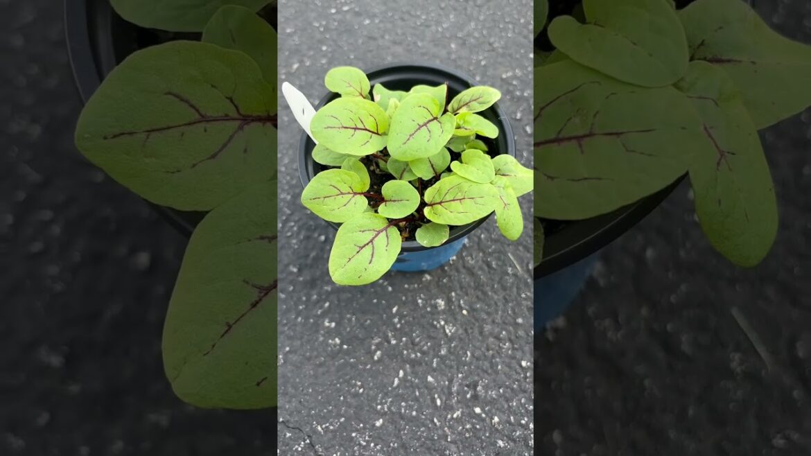 I thought these seeds weren’t viable. Surprise. #gardening #vegetablegardening #gardening