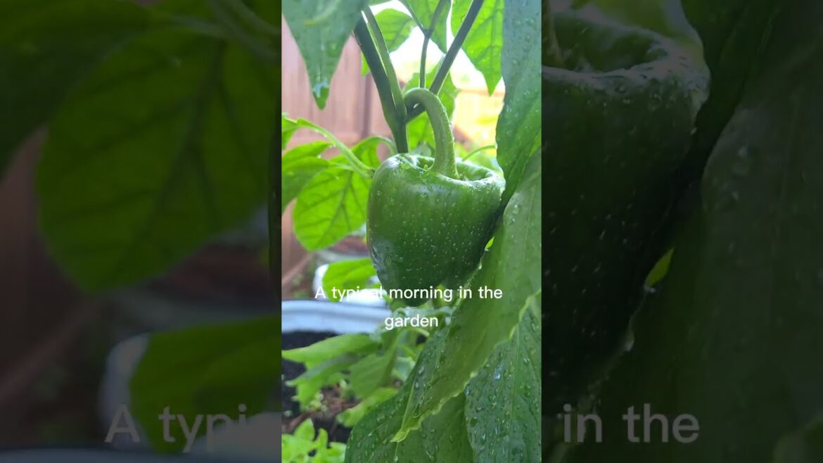 Good morning from the garden! #gardenobsessed #gardengoodness #homegardening #vegetablegardening