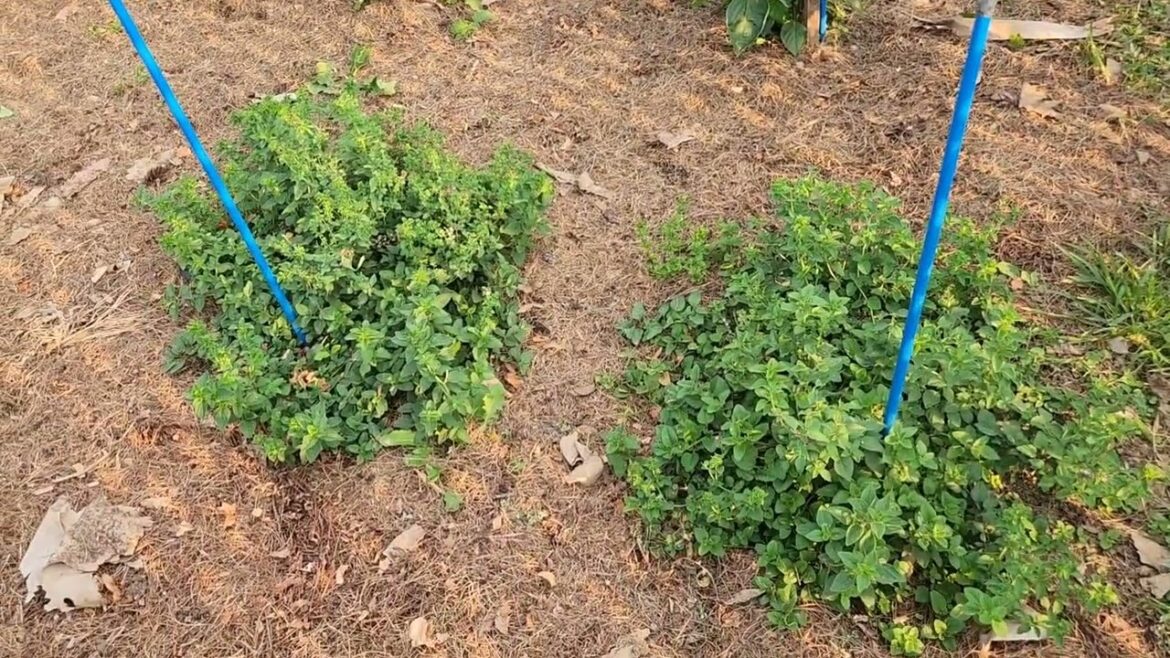 Vegetable Garden SW PA zone 6B