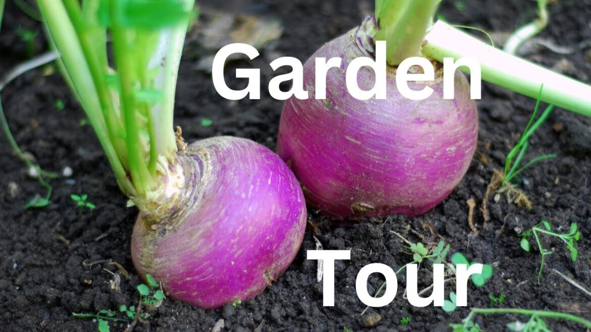 Small Space Vegetable Garden Tour | Summer Garden 2024