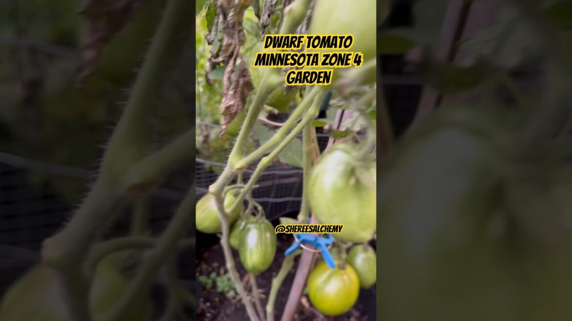 Growing Dwarf Tomato in a Growbag - Minnesota Zone 4 Organic Vegetable Garden #garden #zone4 #tomato