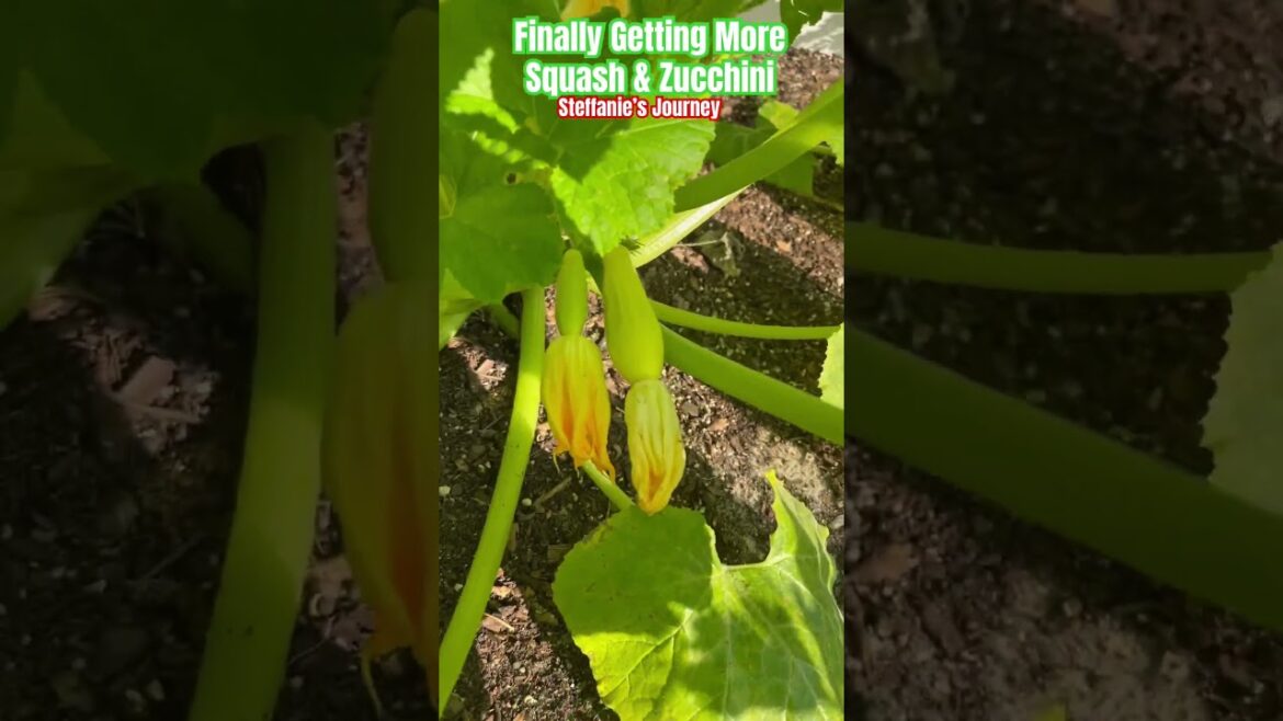 Squash & Zucchini Finally Producing After Succession Planting | Urban Garden || Steffanie’s Journey